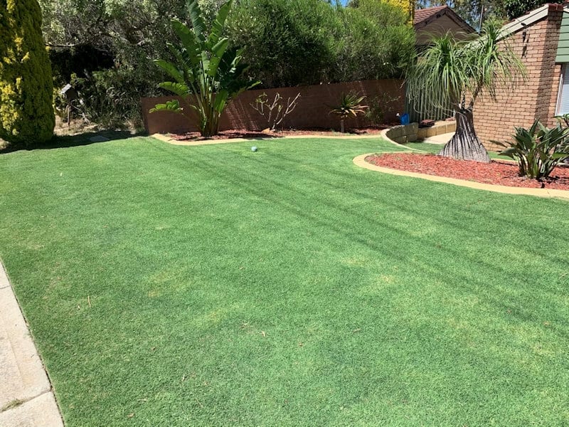 Lawn renovations in Perth