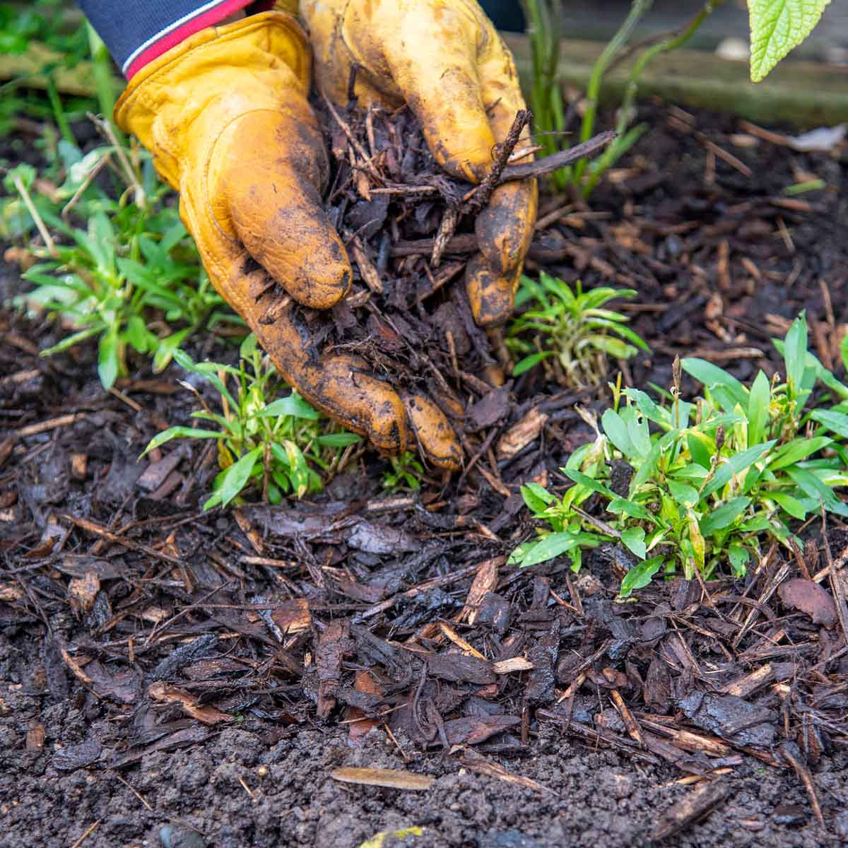 mulching with bark