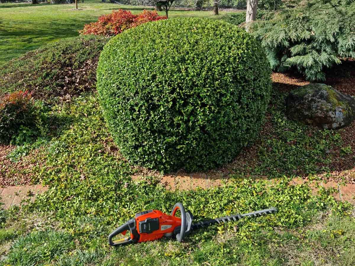 Restoring an overgrown or bare hedge