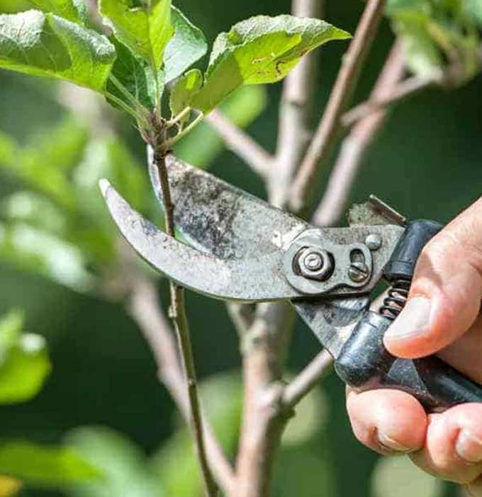 Small tree pruning across Perth 