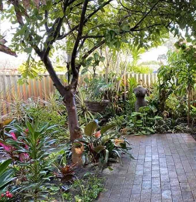 Small Tree Pruning & Removal 