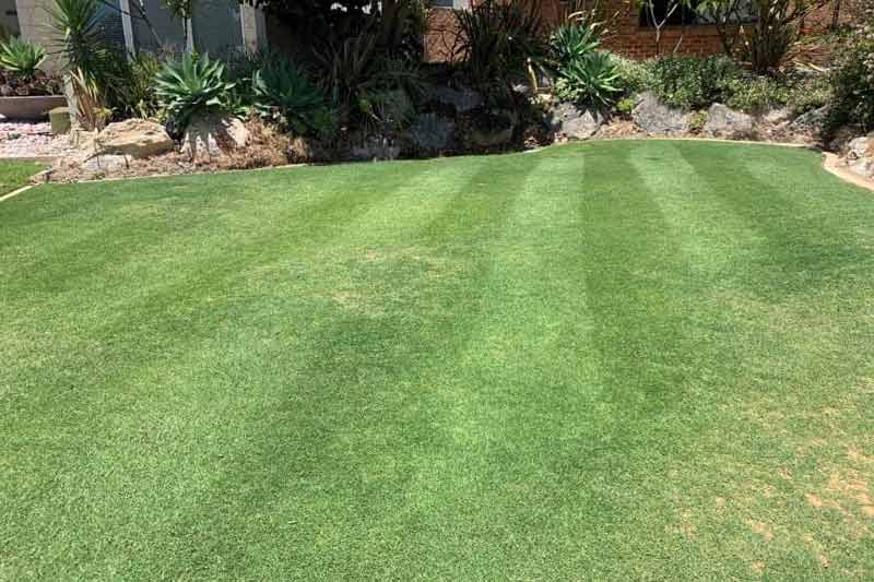 The lawn pests we deal with in Perth