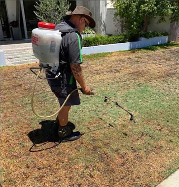 lawn weed control Perth